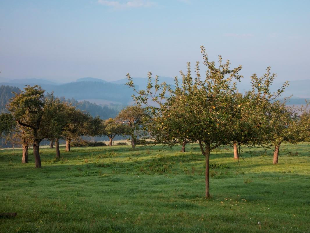 Eine Streuobstwiese mit jungen, gesunden Bäumen in einer hügeligen Landschaft.