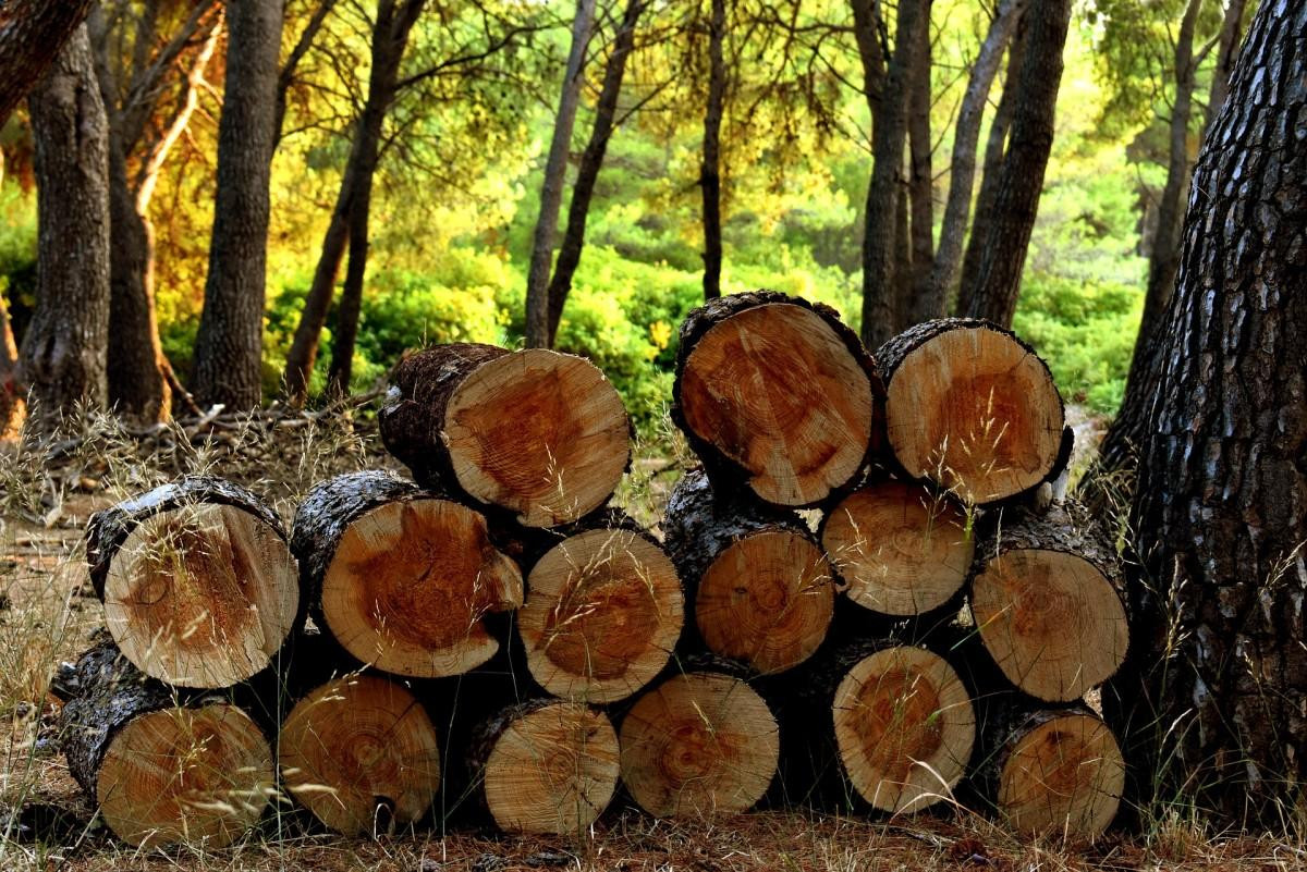 Holzstämme im Wald