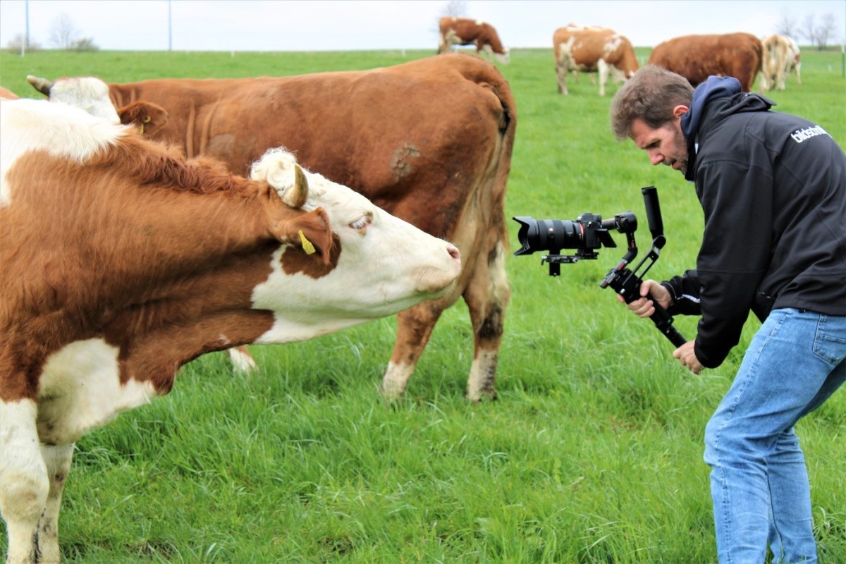 Ein Kameramann von "bildschnitt TV" filmt eine Kuh auf einer grünen Weide. Die Kuh scheint interessiert und streckt den Hals Richtung Kamera