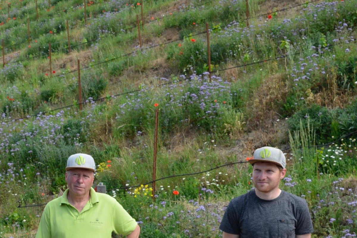 Der Winzermeister Ewald Neder und sein Sohn Lorenz stehen im Weinberg – einer Steillage. Der Hang hinter ihnen ist querterrassiert. An den Böschungen zwischen den Terrassen leuchten die Blüten von Wildblumen und -kräutern farbenfroh.