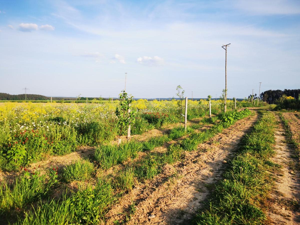 Obstbaumreihe mit Blühfläche Kammerstein