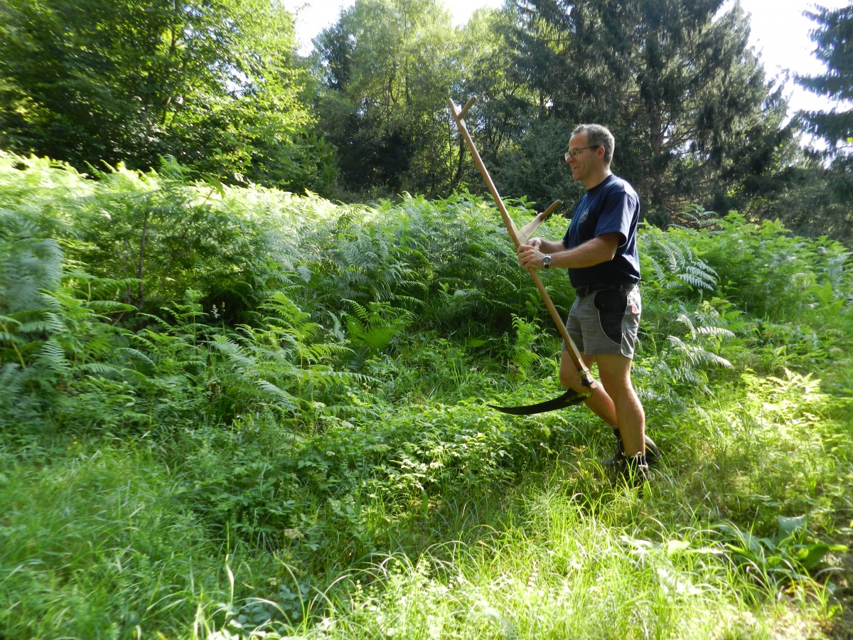 Adlerfarn wird mit der Sense gemäht