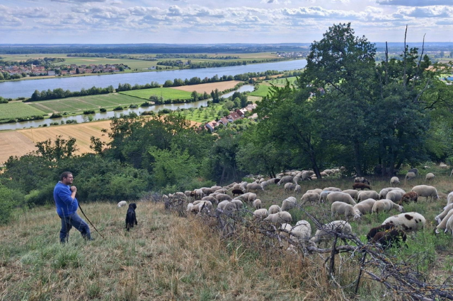 Schäfer mit Hütehund und Schafherde auf einem Hang mit Blick über Flusslandschaft