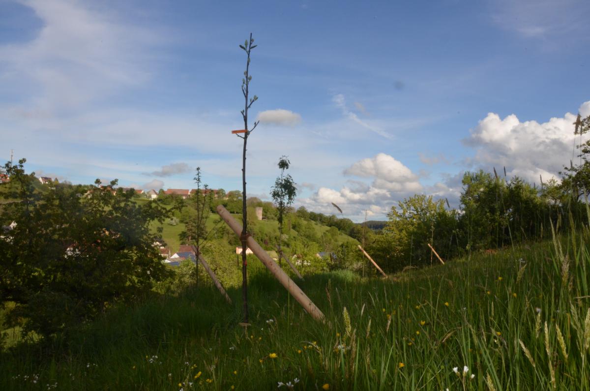 Die TreePlantingProjects haben ihr zweites vom Amt für Ländliche Entwicklung (ALE) Mittelfranken gefördertes Projekt abgeschlossen.