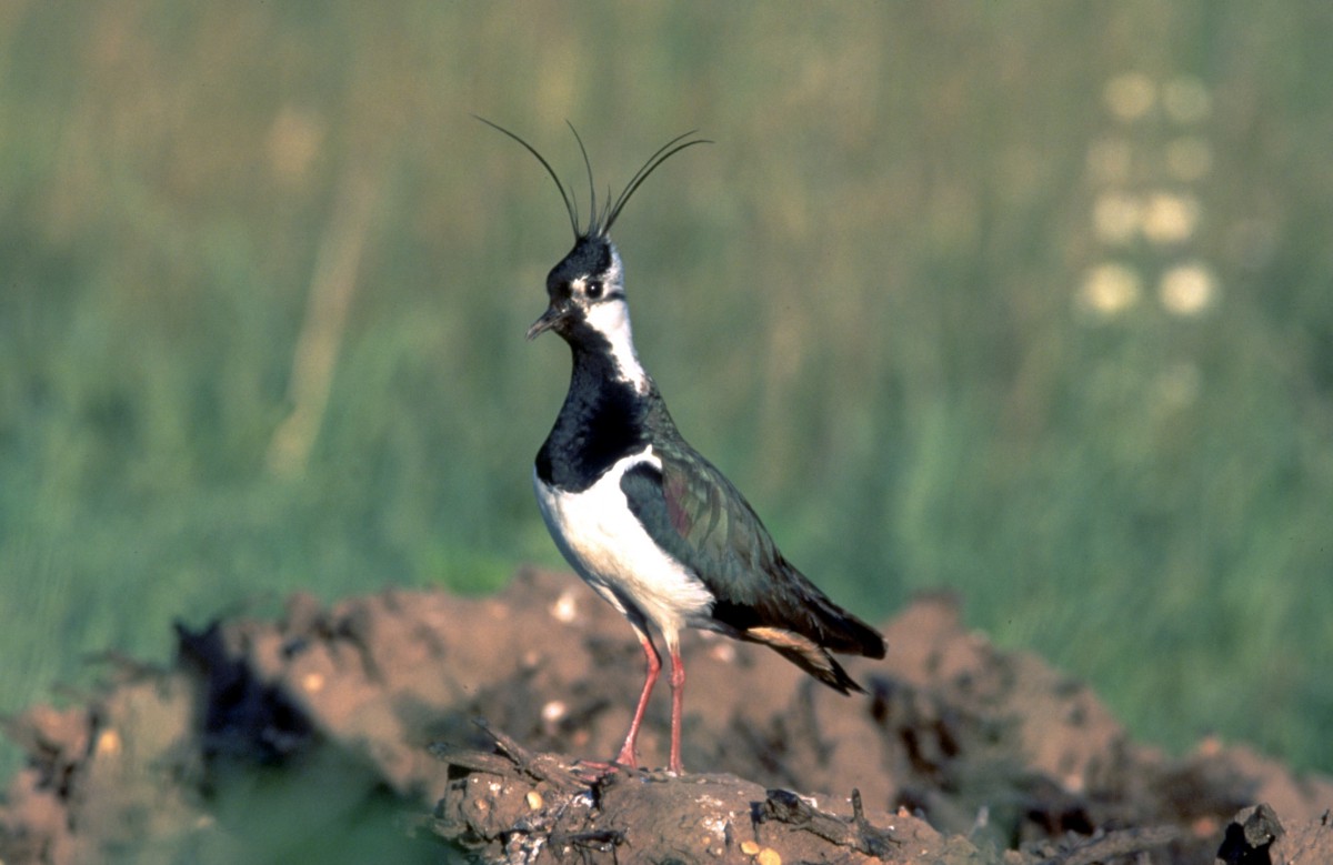 Weiße Brust, schwarze Kehle und Flügel und auf dem Kopf schwarze Federn - der Kiebitz macht was her.