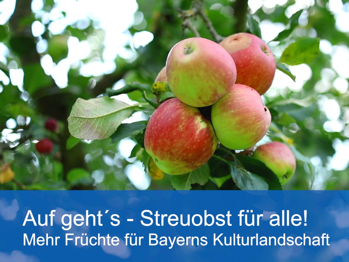 Das Förderprogramm "Streuobst für alle" in Bayern kurz per Video erkärt