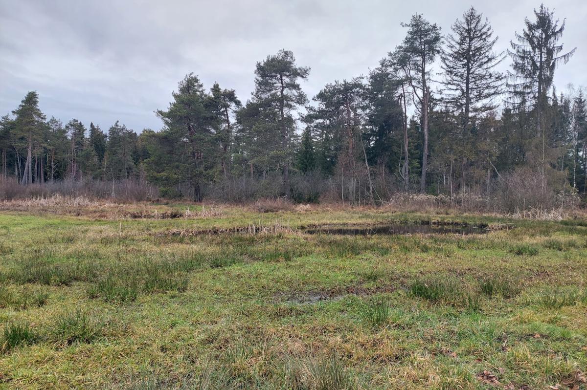 Blick auf eine Moorlandschaft, im Hintergrund Bäume