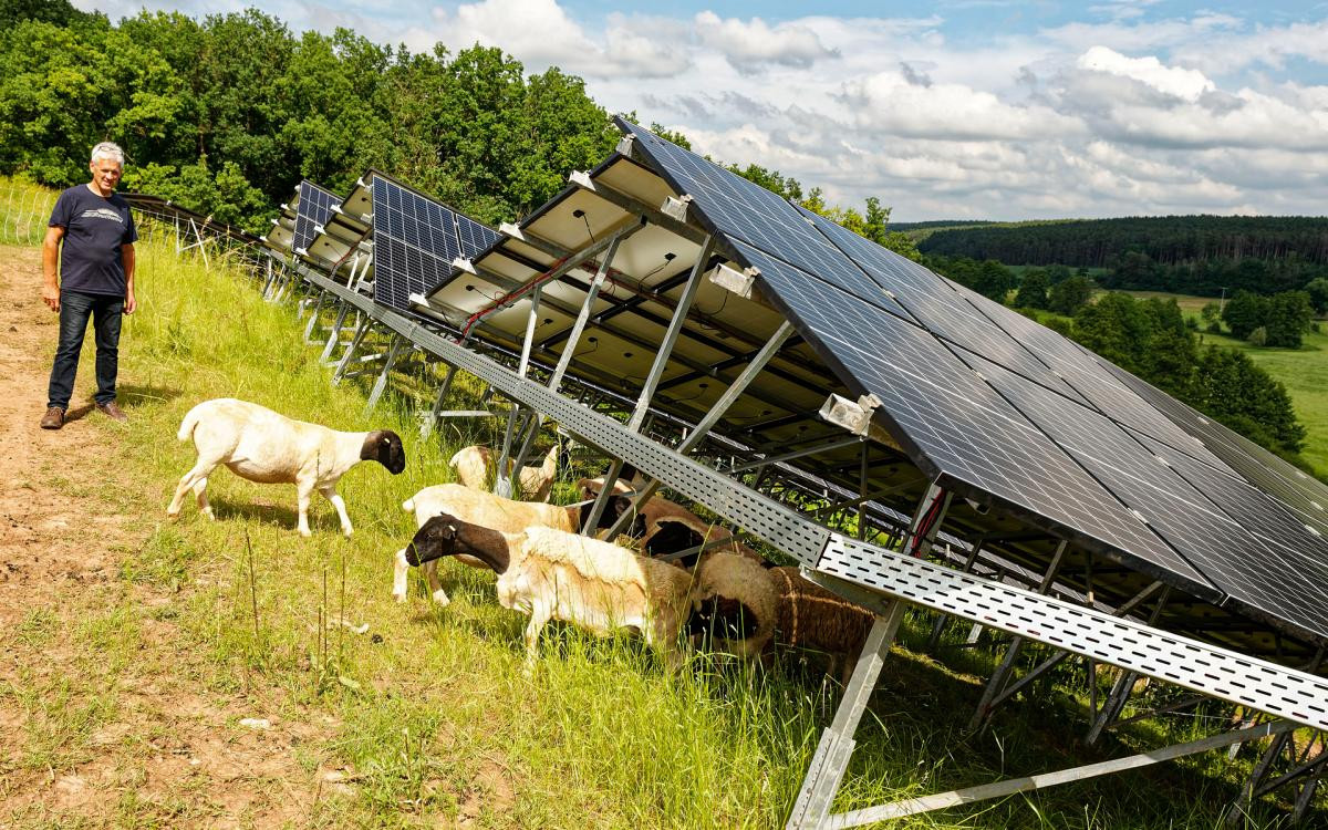 Schafe grasen unter einer Photovoltaikanlage