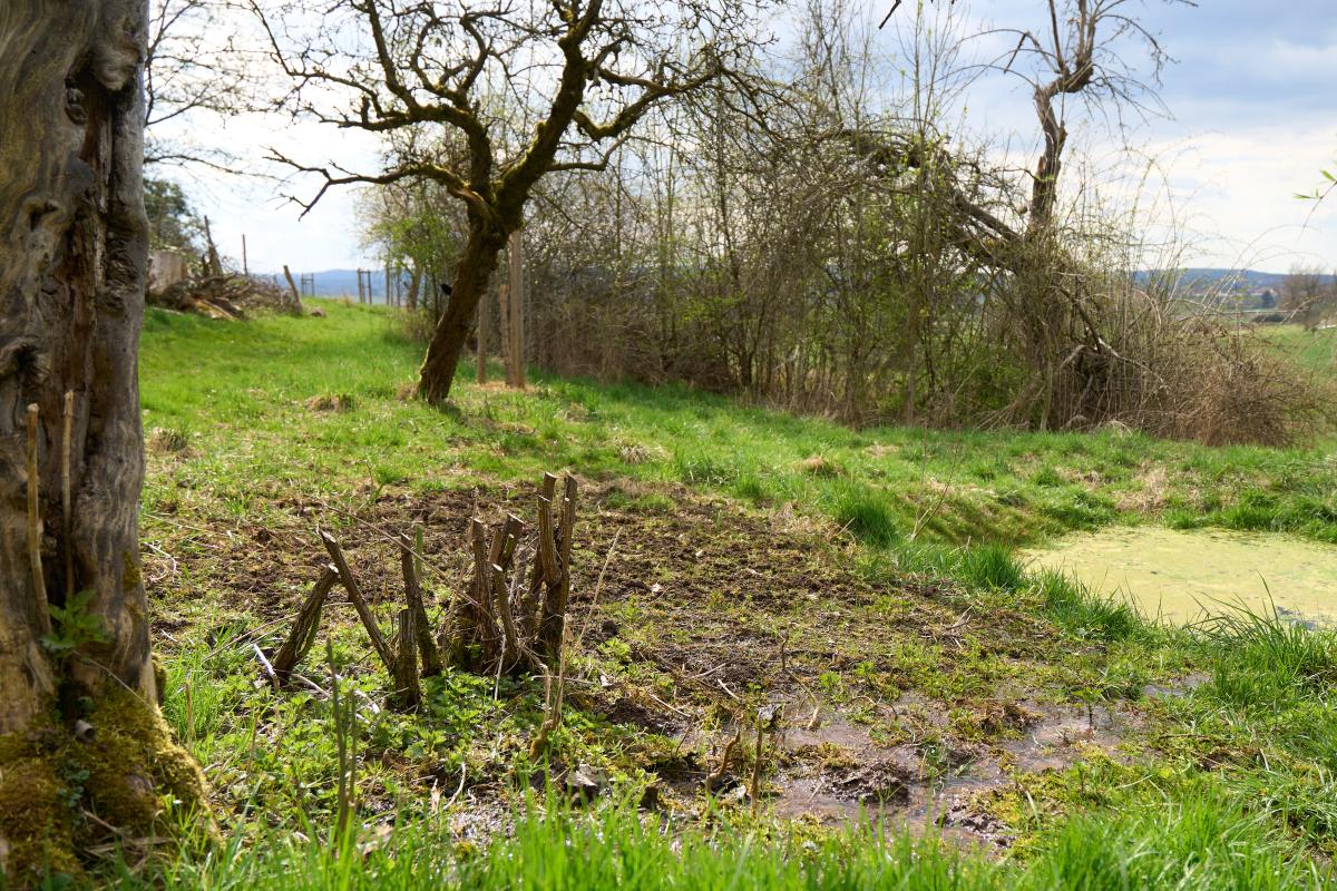 im Vordergrund der Stamm eines alten Obstbaumes, dahinter ein angelegter Tümpel und vorhandene Schlehen...
